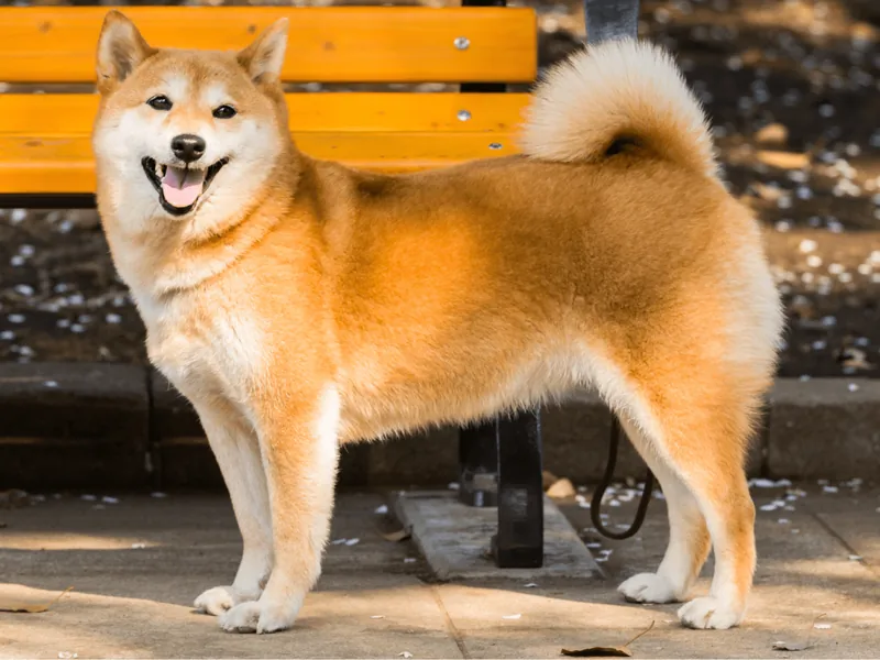 180+ Japanese Dog Names (With Meanings) - HubPages
