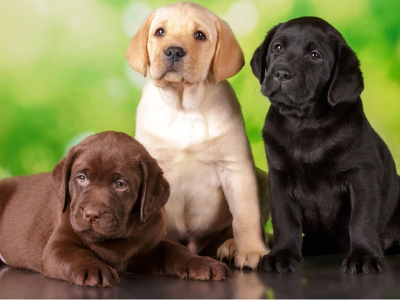 Original Labrador names with meanings