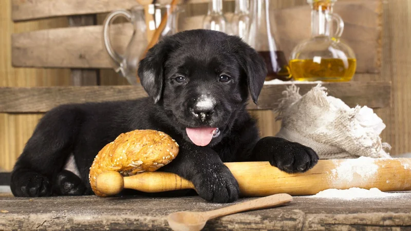The Top 7 Dog Names Inspired by Jewish Food | The Nosher