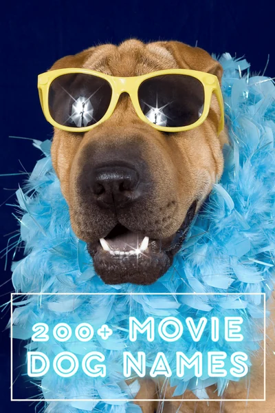 200+ Movie Dog Names and the Dogs Who Portrayed Them!