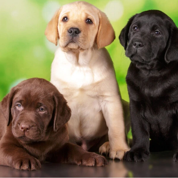 Original Labrador names with meanings
