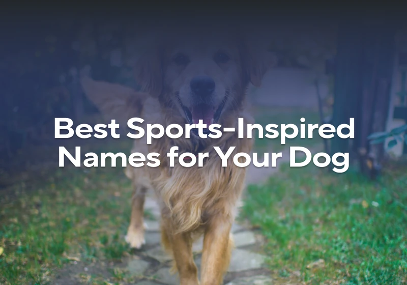 Best Sports-Inspired Names for Your Dog – Impact Dog Crates