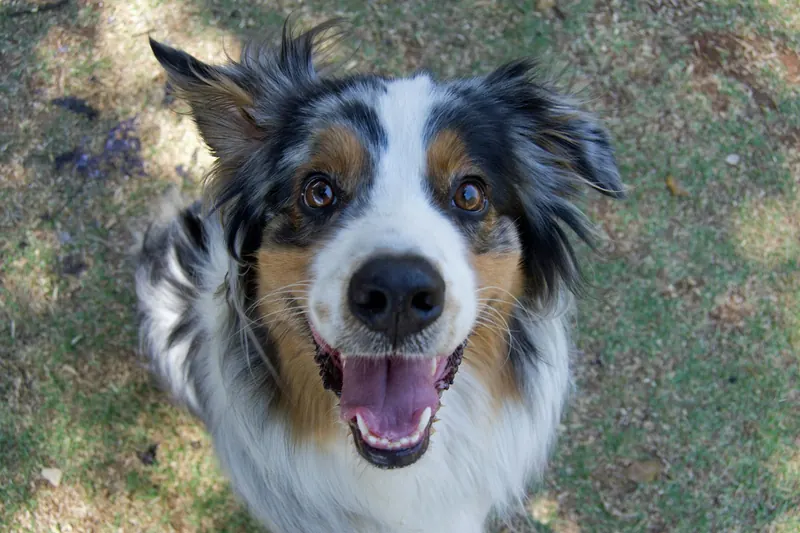 700+ Male Australian Shepherd Dog Names for Every Personality