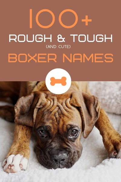 100+ Rough and Tough Boxer Dog Names (From Jax to Sasquatch) - HubPages
