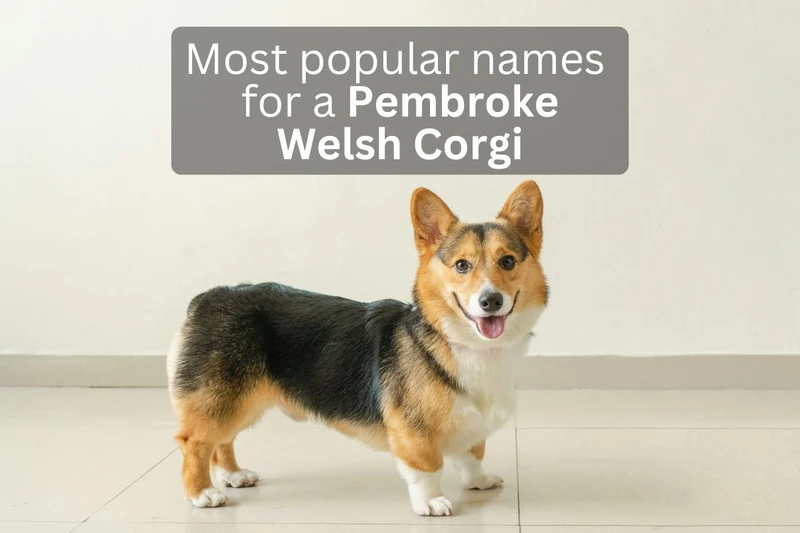 198 Most Popular Pembroke Welsh Corgi Names