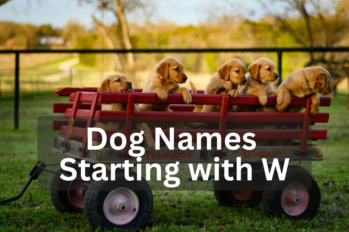 Male Dog Names Starting With W