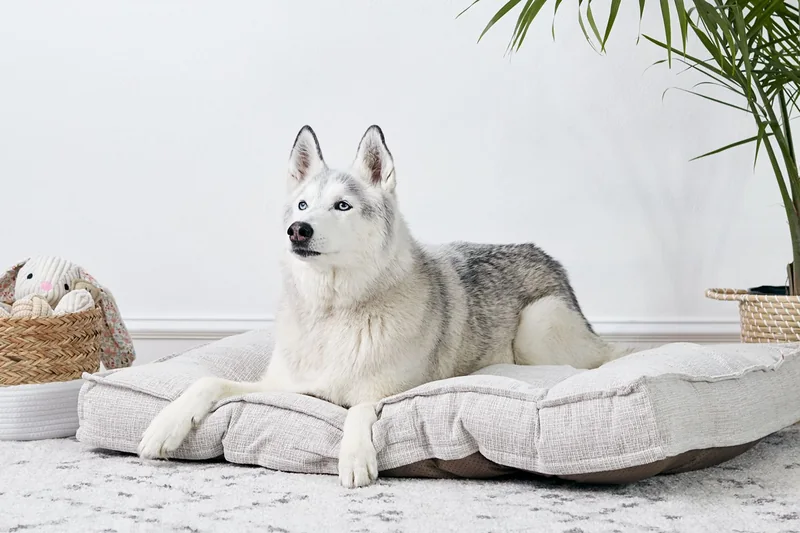 101 of the Best Husky Names