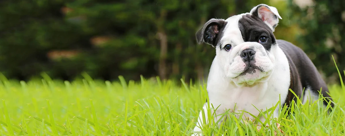 Native American Bulldog Names (Source: wagwalking.com)