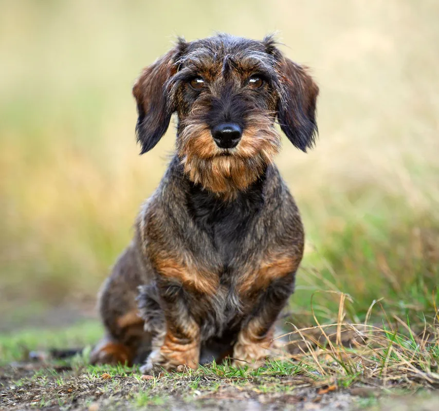 Native American Dachshund Names (Source: britannica.com)