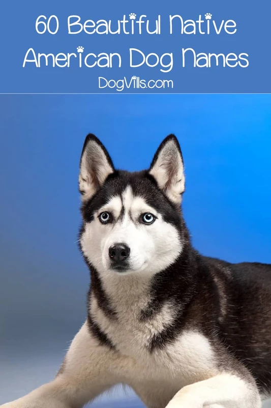 Native American German Shepherd Names (Source: dogvills.com)