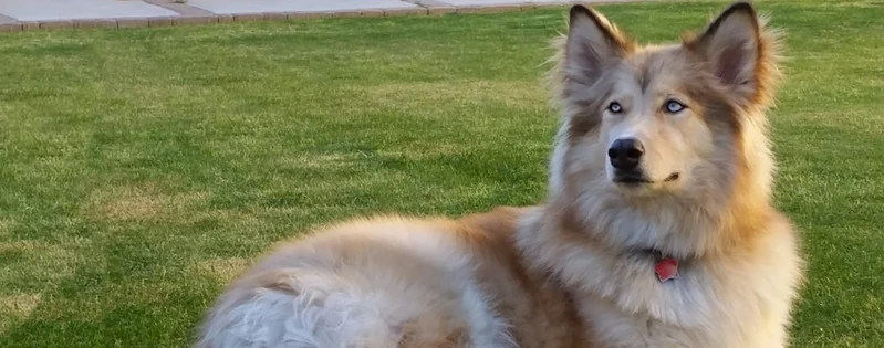 Siberian Indian Dog | Dog Breed Facts and Information - Wag! Dog Walking