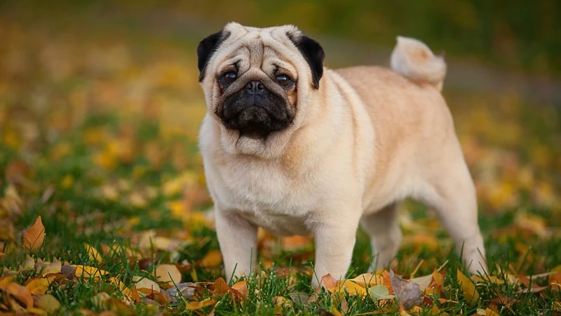 These 250 Pug Names Are So Perfect, You'll Want to Adopt Another Pug! -  Rocky Kanaka