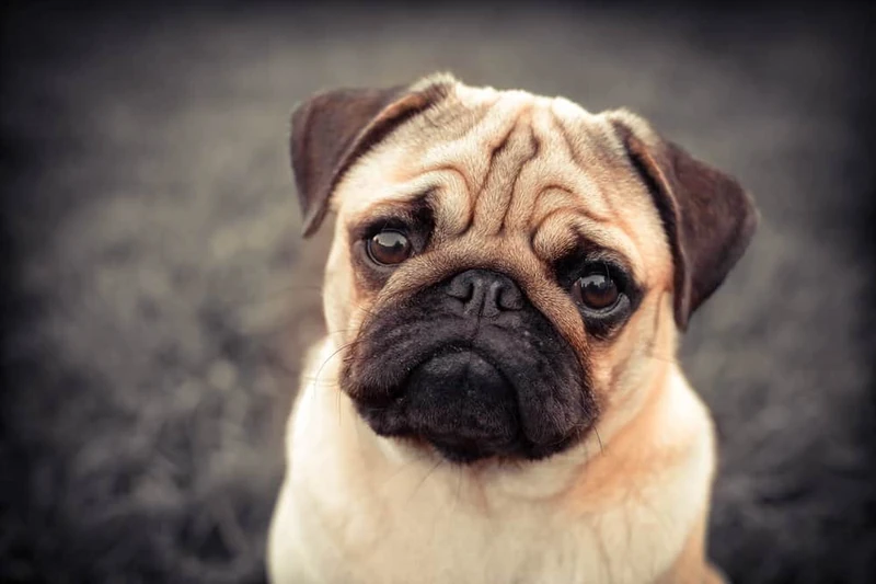 Pug Animal Facts - Canis lupus familiaris - A-Z Animals