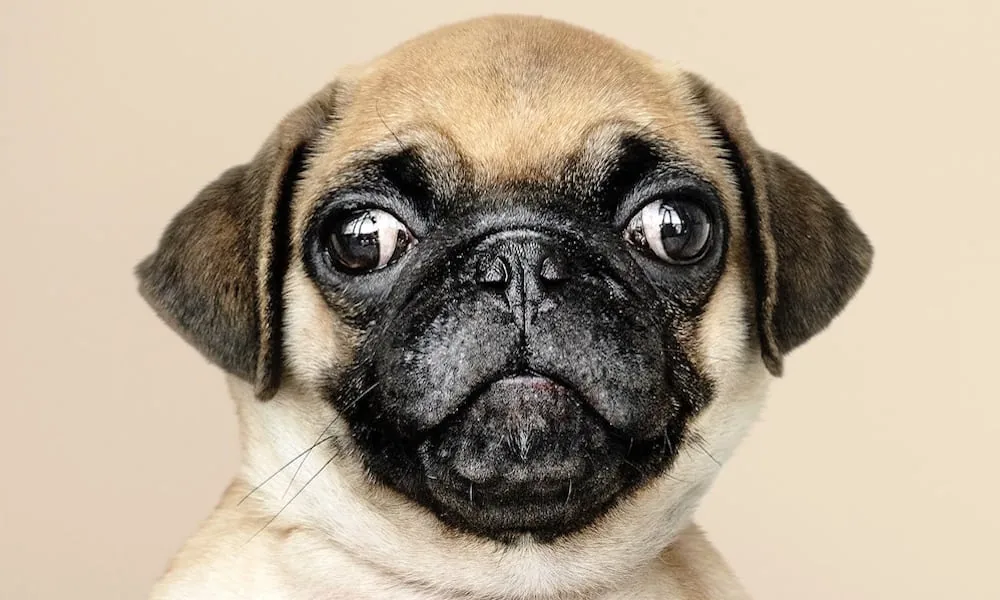 Native American Pug Names (Source: boogiethepug.com)