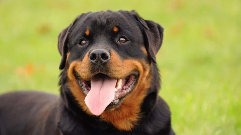 Rottweiler - Price, Temperament, Life span