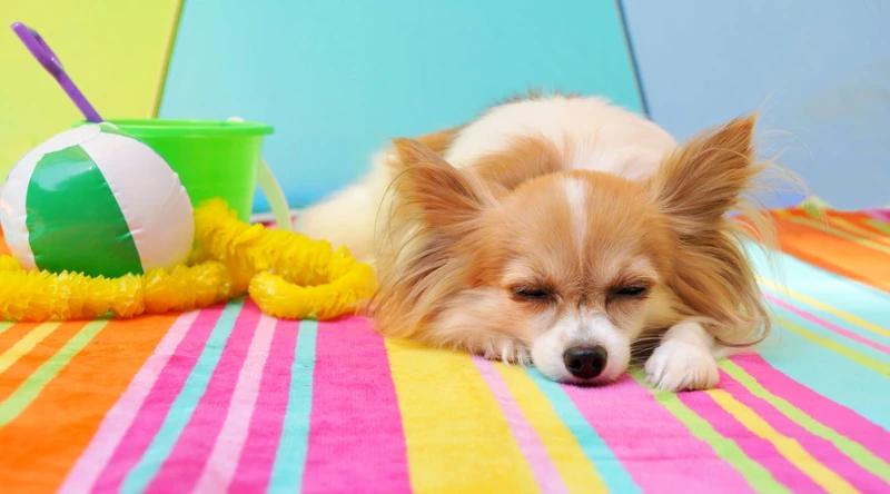 Summer Dog Names: 20 Fun Ideas For Naming a Summer Pup - Inkopious