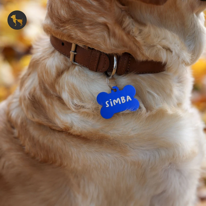 Playful Colors-inspired Dog Names