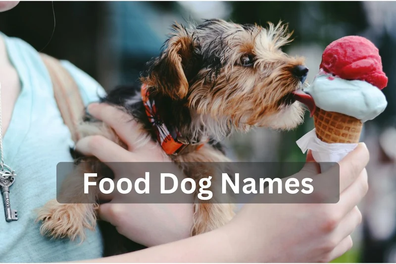 200 Food-Inspired Dog Names for Your Foodie Pup
