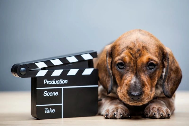 Top 10 Dog Movies