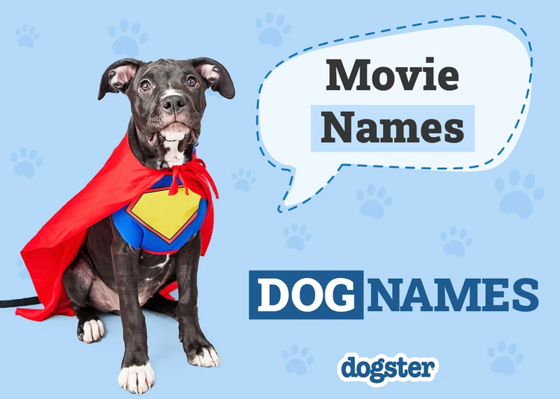 350 Dog Names From Movies for Your Star Studded Pooch – Dogster