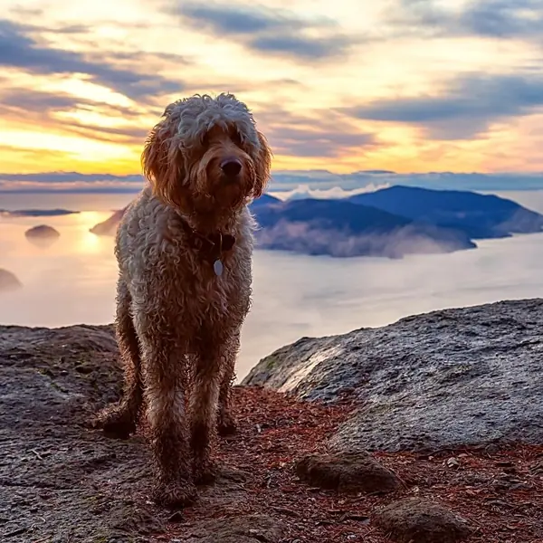 165 Nature Dog Names for Outdoor Enthusiasts - Happy-Go-Doodle®