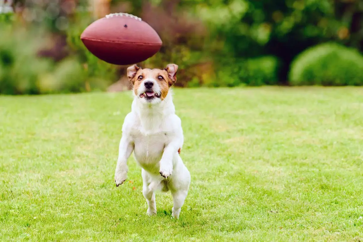 Playful Sports-inspired Dog Names