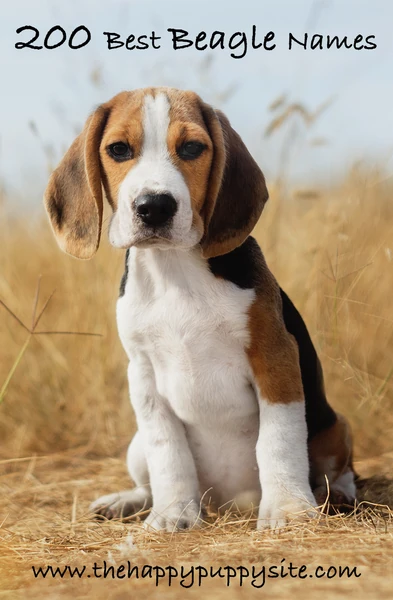 Beagle Names - 200 Great Ideas For Naming Your Beagle
