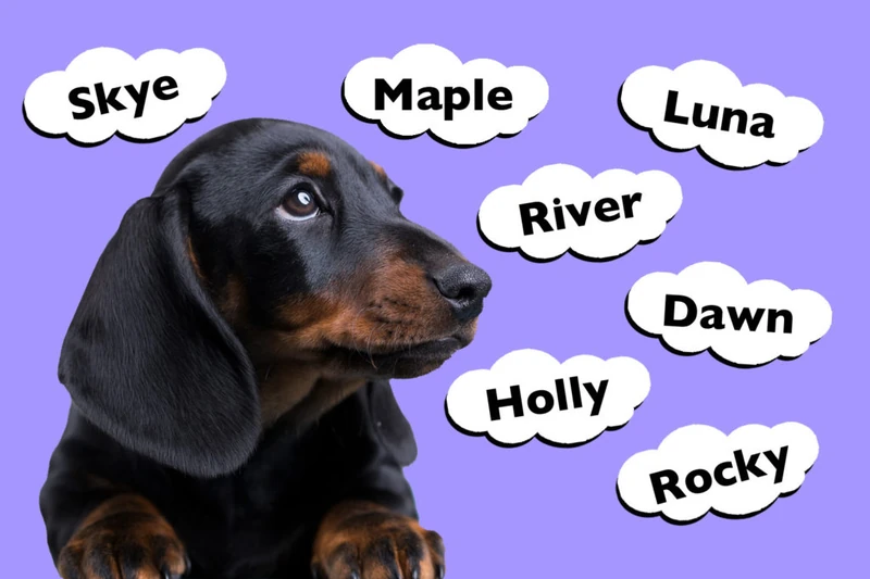Top 201 Dachshund Names - I Love Dachshunds