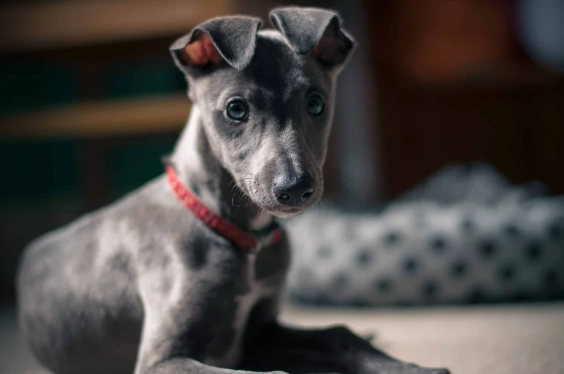 Female Dog Names Beginning With T