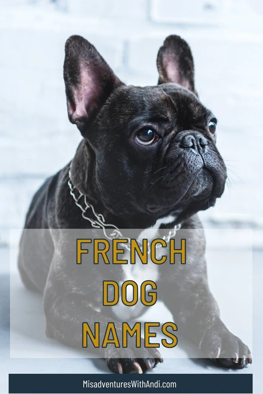 Unisex French Dog Names (Source: misadventureswithandi.com)