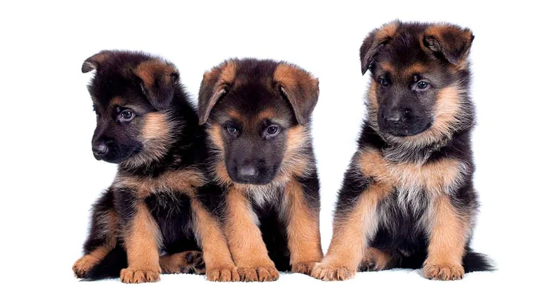 343 German Shepherd Names - Ideas for Boys and Girls