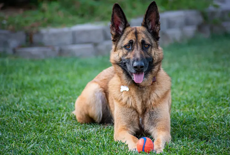 425 Perfect Names for Your Loyal German Shepherd