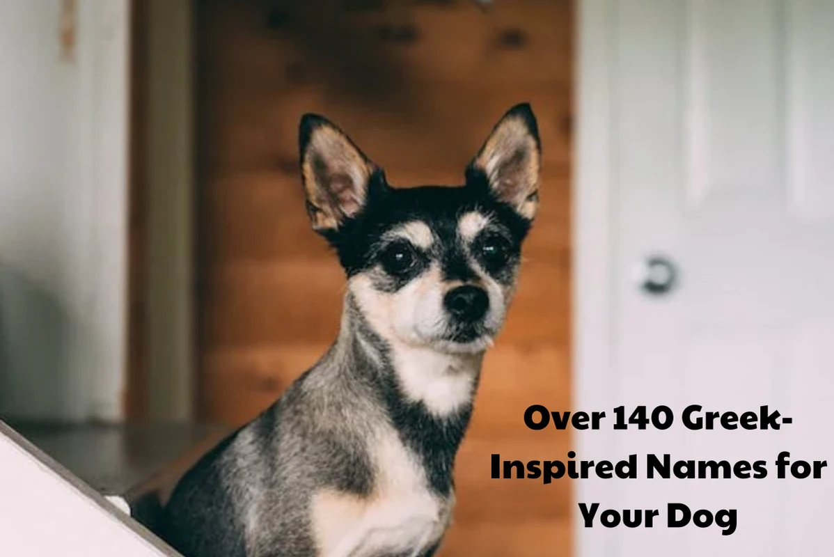 Unisex Greek Dog Names (Source: discover.hubpages.com)