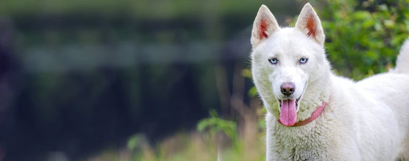 Hebrew Dog Names | Popular Male and Female Names | Wag!