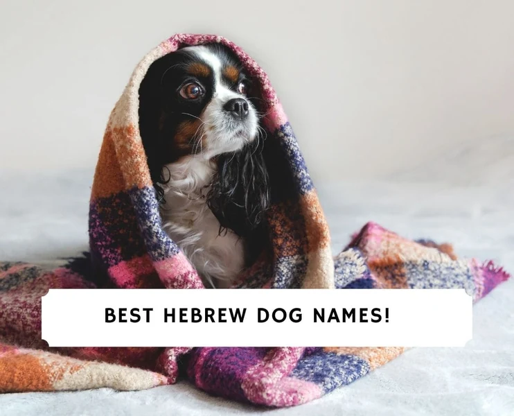 50 Best Hebrew Dog Names! - We Love Doodles