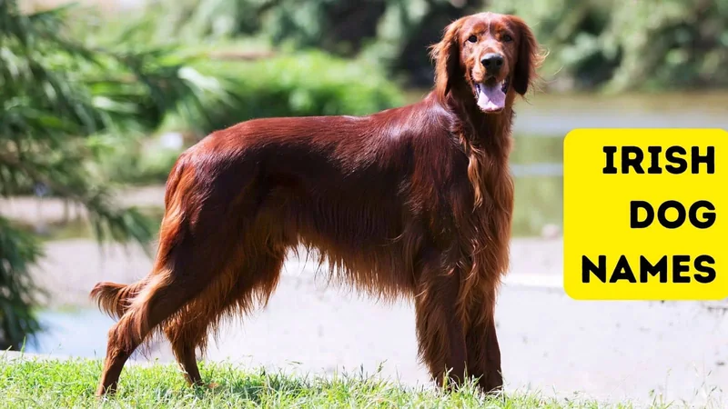 350+ Irish Dog Names for Your New Lucky Charm