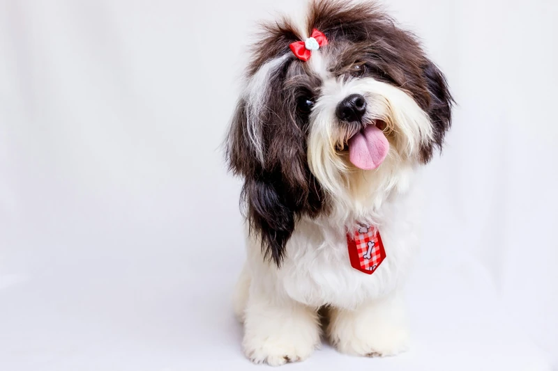 Dog Names for Male Shih Tzus: 700+ Ideas For Your Furry Friend