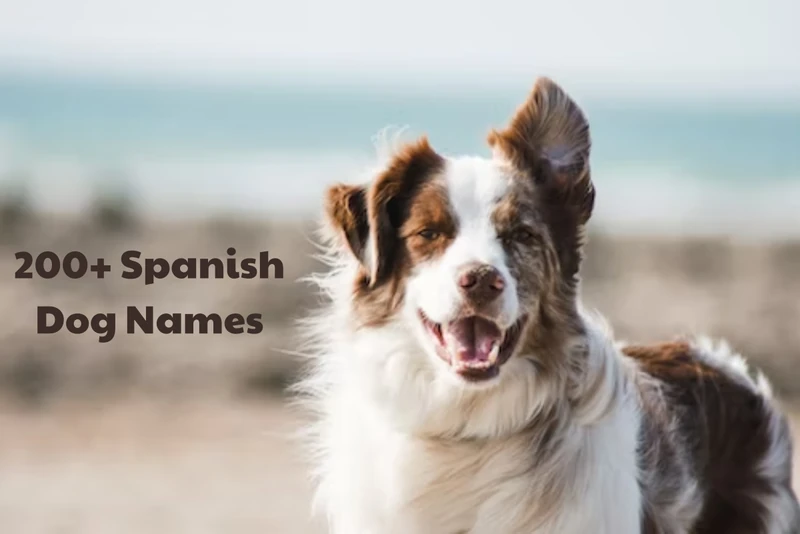 200+ Spanish Dog Names (With Meanings) - HubPages