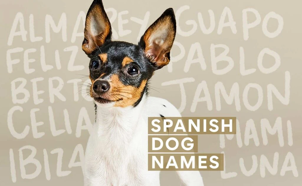 Unisex Spanish Dog Names